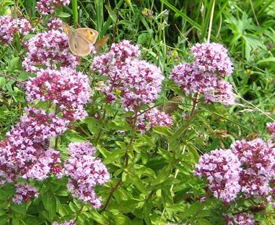 Daphne sp.